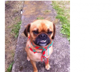 Lucinda Creighton's dog adds some extra bite to Mayo's attack today