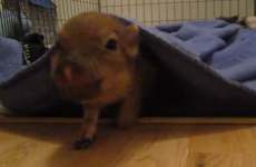 Here is a mini pig quacking like a duck