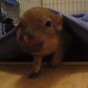 Here is a mini pig quacking like a duck
