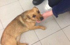 Is this your dog? Gardaí rescued her from running into traffic