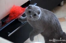 This is the guiltiest cat of all time