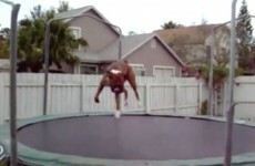 These animals jumping on trampolines are having more fun than you