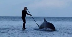 Lucky people get up close and personal with Fungi the Dolphin