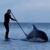 Lucky people get up close and personal with Fungi the Dolphin