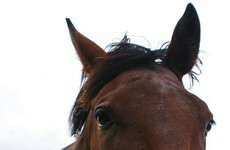 Thousands of thoroughbred horses slaughtered 'for meat'