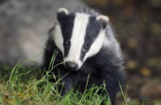 5,000 badgers to be killed as cull begins