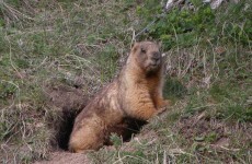 Marmot meat blamed after teen dies of bubonic plague in Kyrgyzstan
