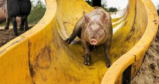 Farmer builds waterslide to keep pigs cool