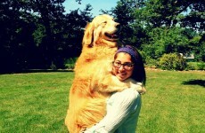 8 heartwarming moments where pets and their owners are reunited
