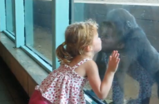 Adorable little girl makes instant friends with gorilla