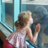 Adorable little girl makes instant friends with gorilla