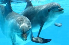 Measles-style virus blamed for hundreds of dolphin deaths since July