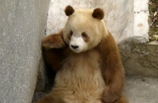 This brown panda is one of only five in the world