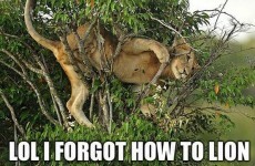 10 animals who forgot how to be animals