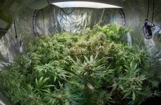 Cannabis haul worth €12,000 seized in Clare