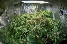 Cannabis haul worth €12,000 seized in Clare