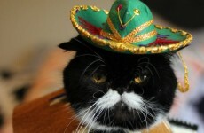 Sombreros look better on animals, and these photos prove it