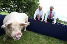 SuperValu to become first retailer to trace its bacon by DNA