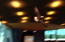 Indoor eagle release goes as well as can be expected