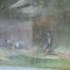Superquinn's sale of Vietnamese catfish criticised