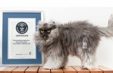 Colonel Meow's 9 inch fur is the world's longest