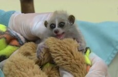 This is the cutest Baby Pygmy Loris you'll ever see