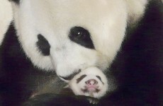 Zoos rethink role as matchmaker for endangered species