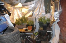 Pics: Seven arrested and cannabis plants seized in Dublin Garda raid