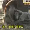 Dogs demonstrate true loyalty in stricken Japan
