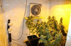 Two charged after seizure of cannabis plants worth €100,000