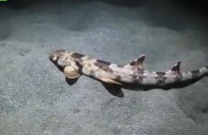 VIDEO: Meet the 'walking' shark found in Indonesia