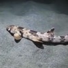 VIDEO: Meet the 'walking' shark found in Indonesia