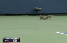 WATCH: Confused squirrel interrupts US Open tennis match