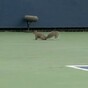 WATCH: Confused squirrel interrupts US Open tennis match