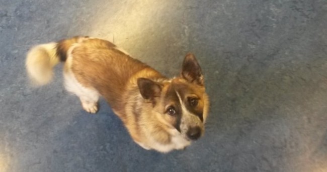 Gonzo the dog picked up by owner at Blackrock Garda Station