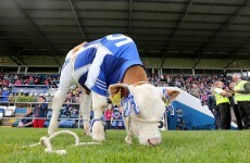 Monaghan’s secret weapon in the Ladies’ SFC — this hungry calf