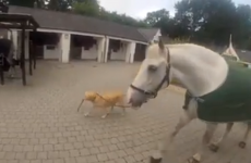 Video of a dog bringing the Gardaí's horse Fiachra for a walk