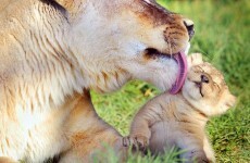 9 frustrating phrases every Irish parent uses