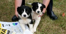 Collie pups tied in fertiliser bag and dumped in drain