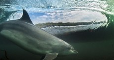 'Surfing dolphin' pic scoops prestigious award for Clare-based photographer