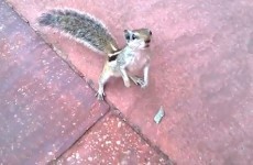 Crazy squirrel attacks man filming it