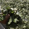 Peru's coca growers being encouraged to switch to... coffee plants