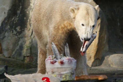 Knut eating a birthday 'cake' at Berlin Zoo in December 2009.
