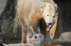World famous polar bear Knut dies at Berlin Zoo
