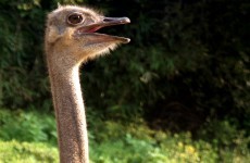 Debunked: Do ostriches bury their heads in the sand when scared?