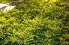 Cannabis factory worth €118k shut down in east Belfast