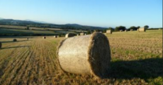 Another 'Gareth Bale' went up for sale in Wexford this week
