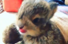 This sneezing baby bunny is ludicrous