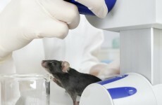 Scientists reverse Down syndrome-like learning deficits in mice