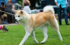 Man knocked unconscious after altercation between two dog walkers